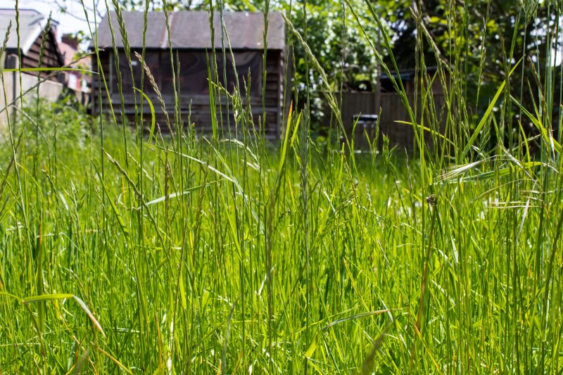 Backyard Flattening