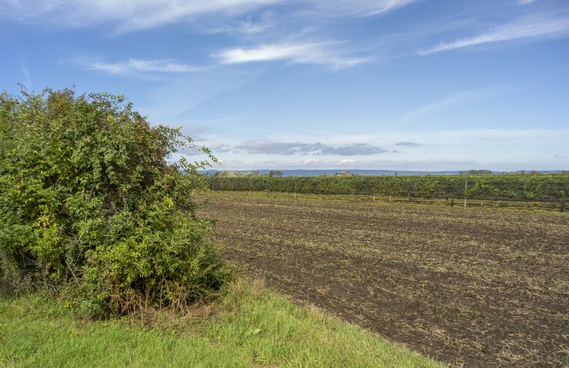 Farm Clearing in Katy, TX